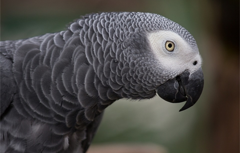 African Grey Parrot _ Public Domain